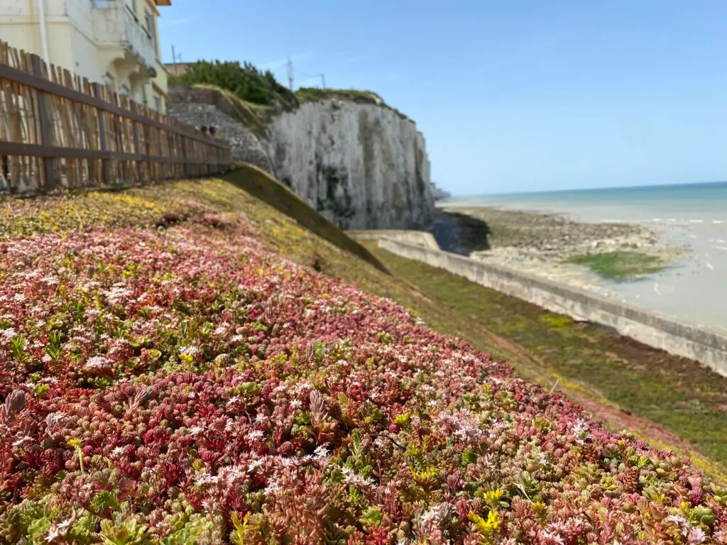 Création végétale en bord de mer