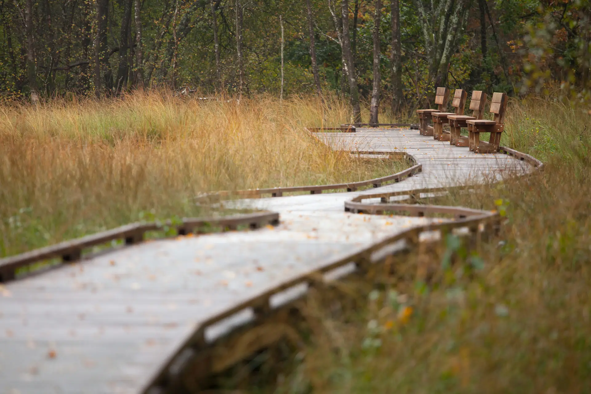 Passerelle sur pilotis en milieu humide
