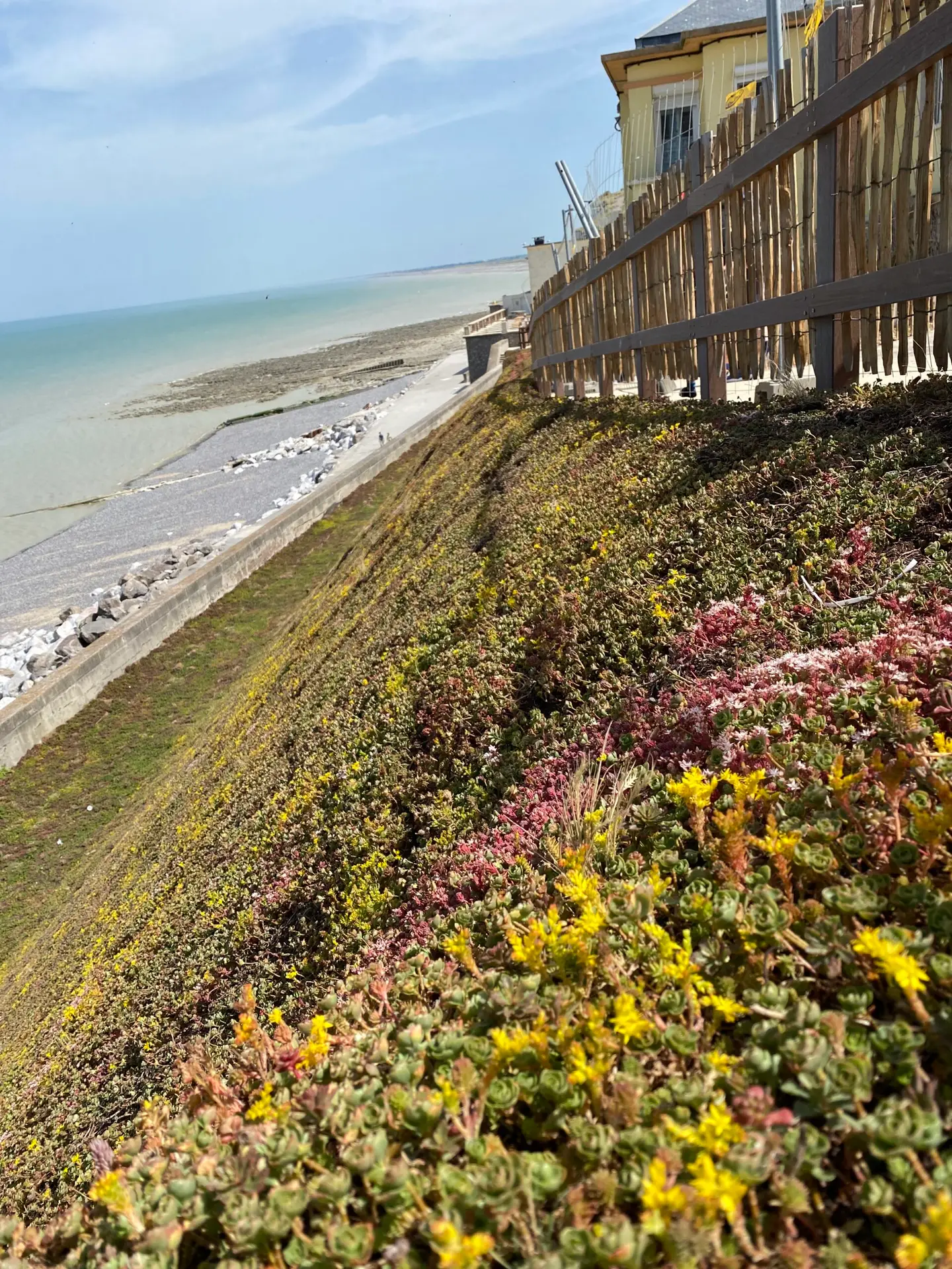 Aménagement végétal en bord de mer.
