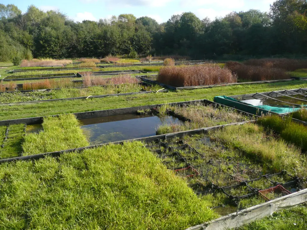 Parc végétale en zone humide