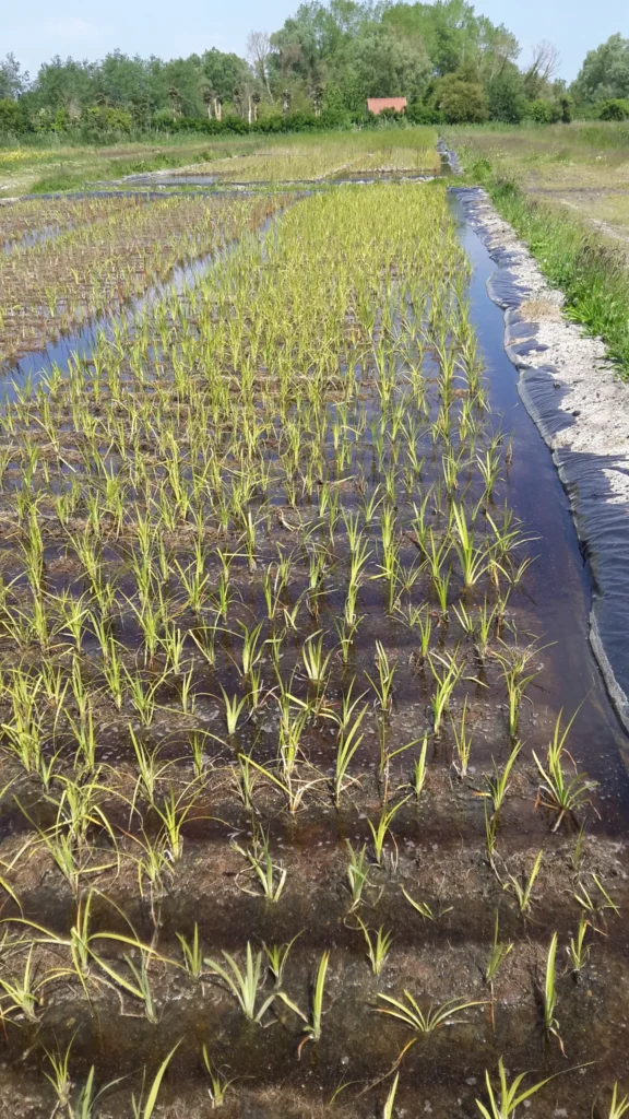 Photo de fascines hélophytes cultivées ou pré-cultivées