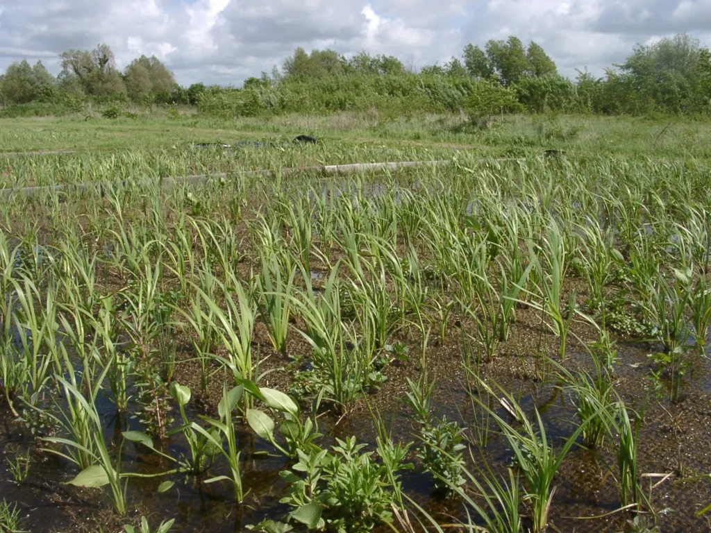 Photo de natte hélophytes cultivées ou pré-cultivées