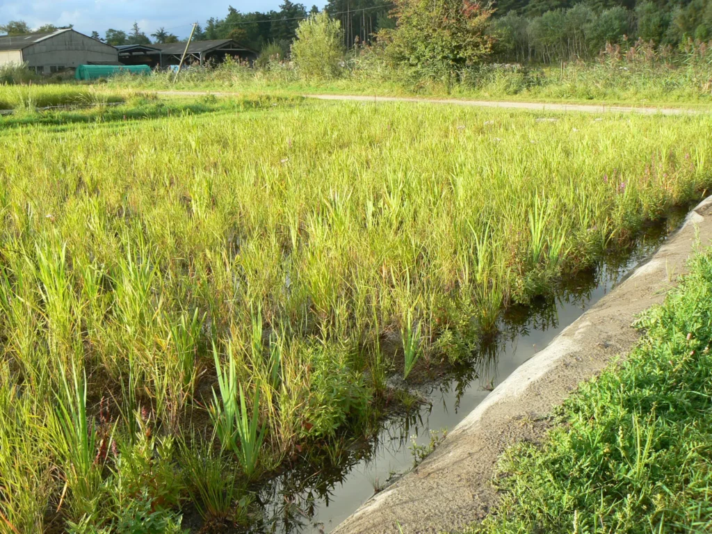 Photo de composition de fascines hélophytes cultivées ou pré-cultivées