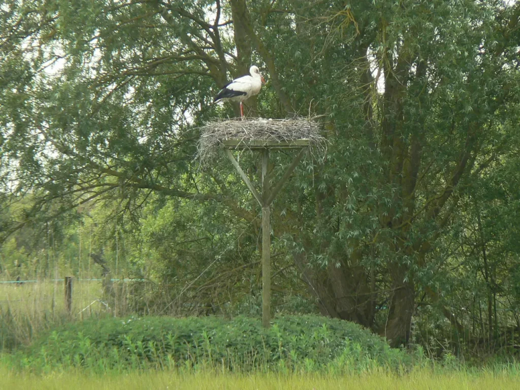 Photo de plateforme de nidification de cigogne