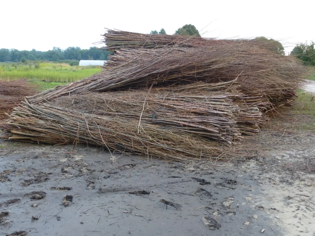Photo de saule mort pour comblement de berge