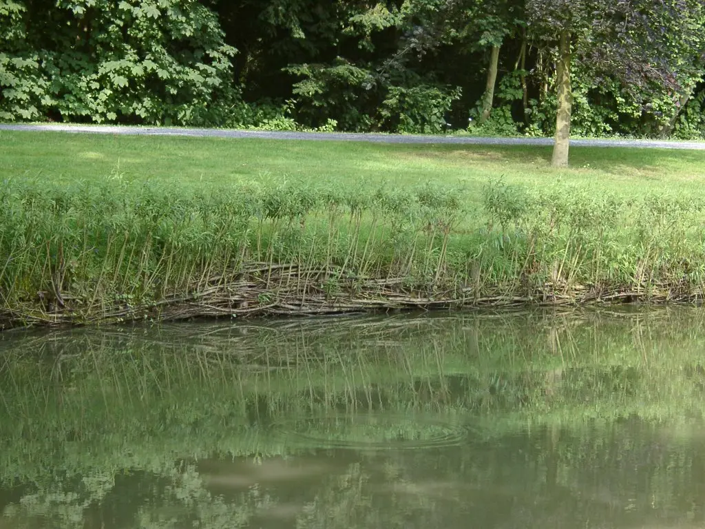 Photo de saule pour du génie végétal