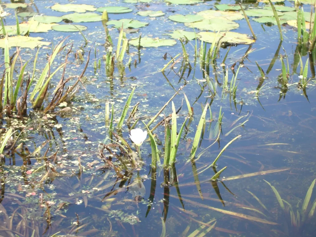 Photo de plantes flottantes & hydrophytes