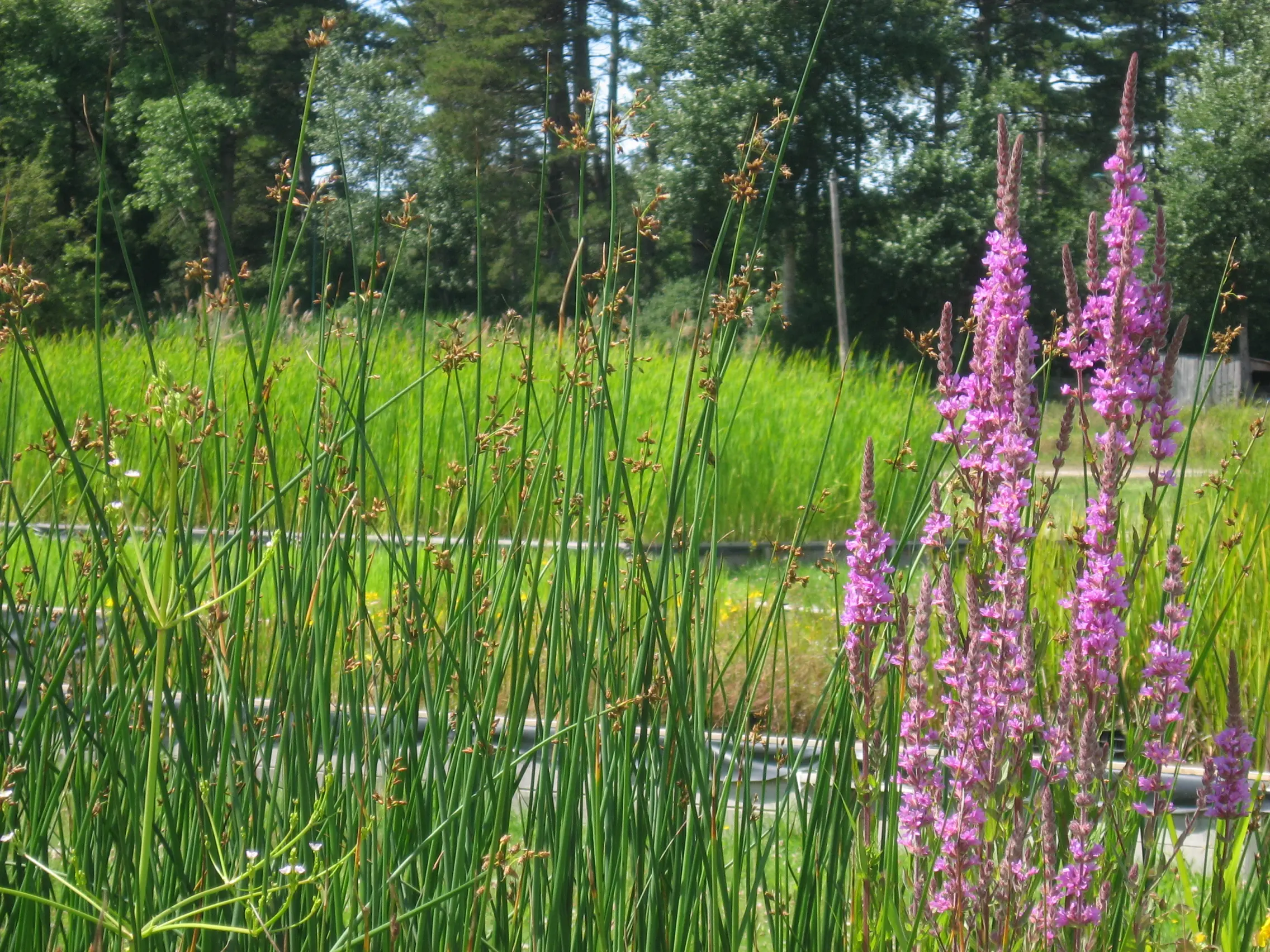 Photo de plantes hélophytes