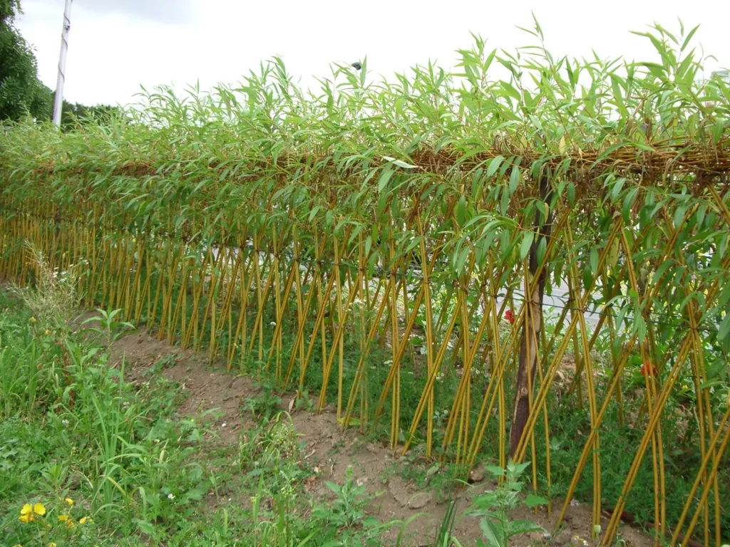 Clôture en saules tressés pour créer une séparation naturelle, esthétique et durable, tout en favorisant l’intégration paysagère