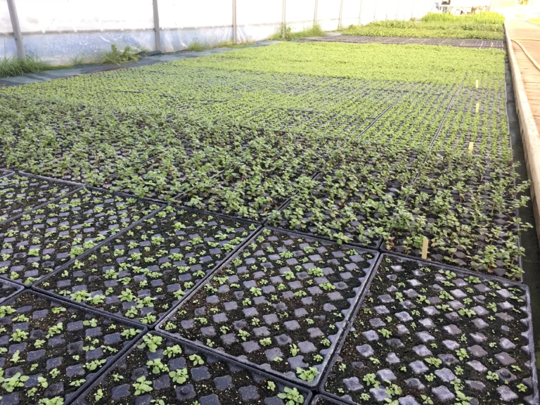 Vue de nos serres de culture de mini-mottes en croissance