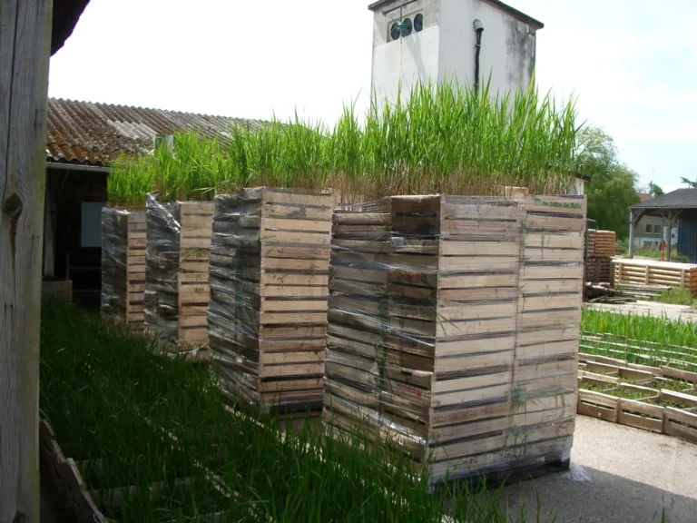 Palettisation et conditionnement des mini-mottes pour envoi au client