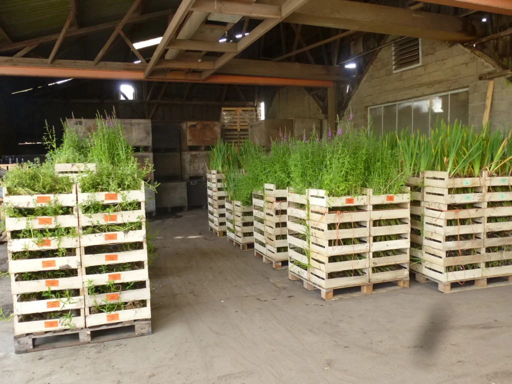 Palettisation et conditionnement des mini-mottes pour envoi au client