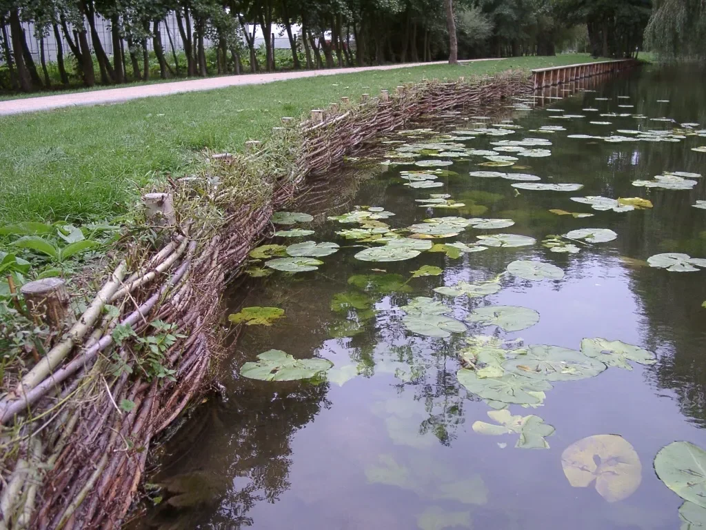 Développement des saules tressés après 2 mois