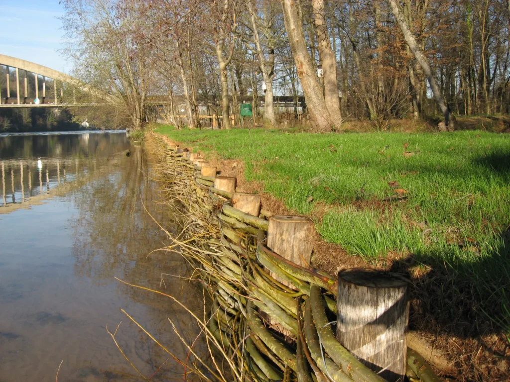 Saules tressés pour le renforcement des berges
