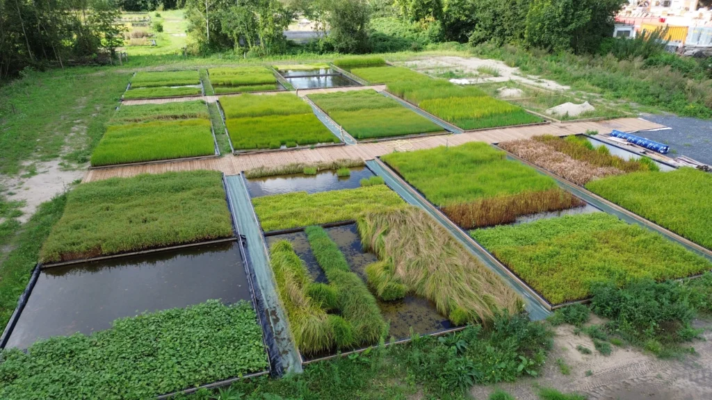 Bassins de croissance des mini-mottes