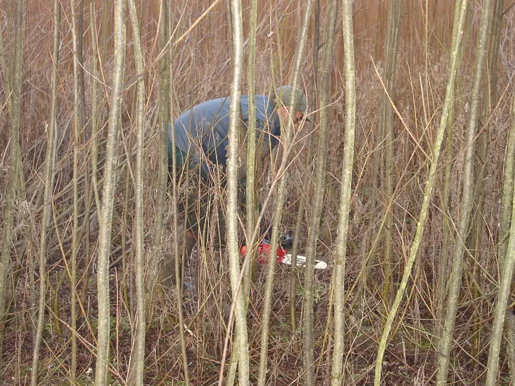 Sélection des pieds et des branches à prélever