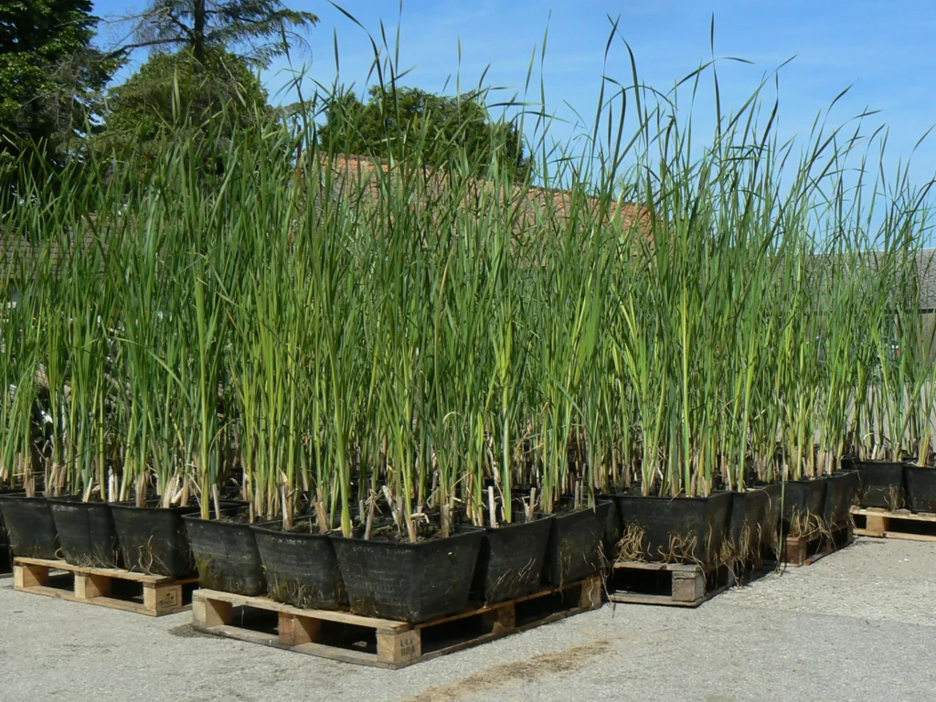 Conditionnement pour envoi de paniers