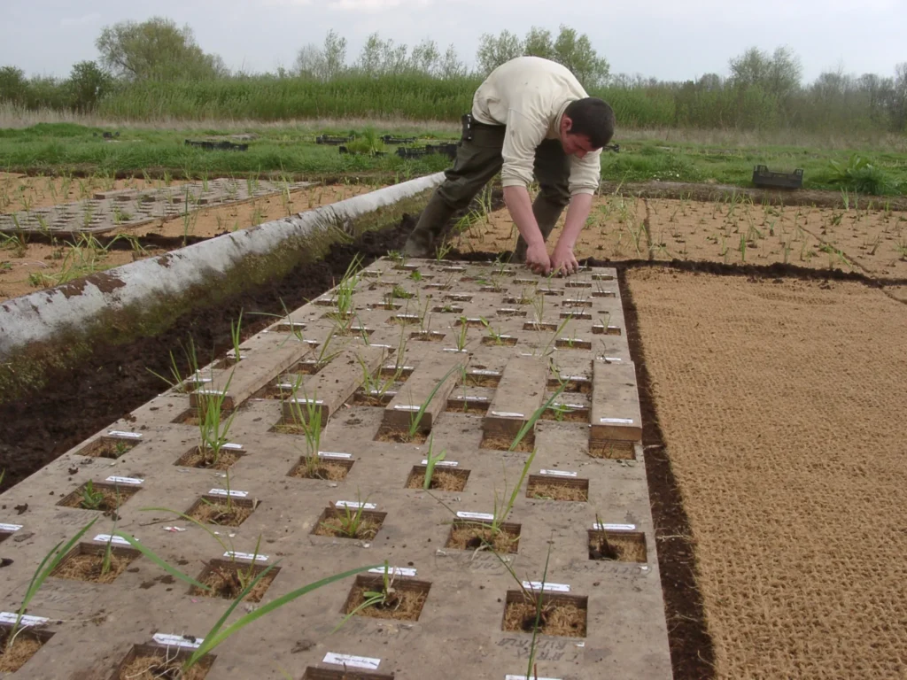 Vue de nos bassins de nattes hélophytes en cours de plantation pour mise en croissance
