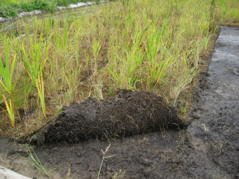 Vue de nos bassins de nattes hélophytes en cours de croissance