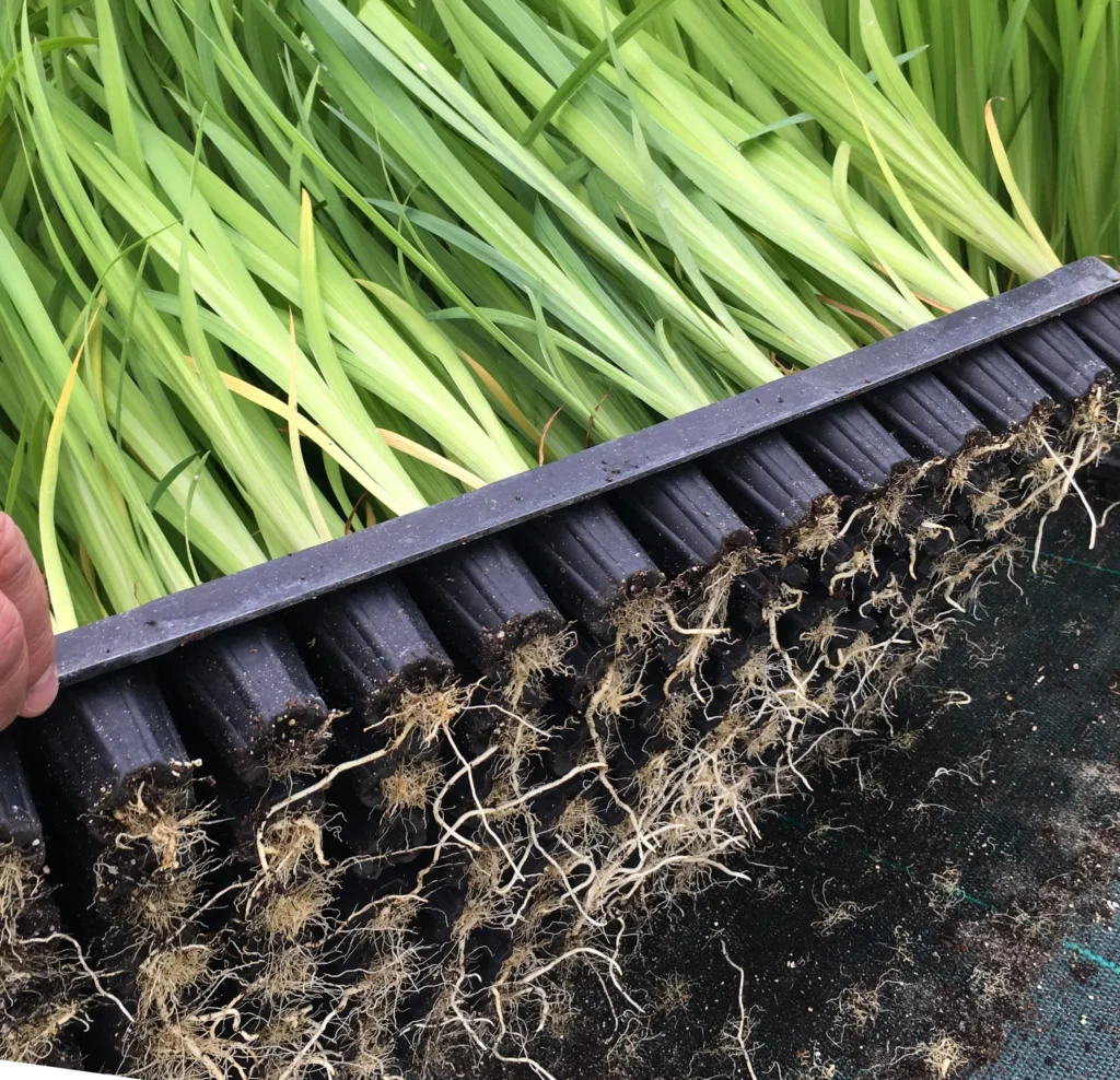 Iris en cours de développement racinaire avant mise en culture extérieure