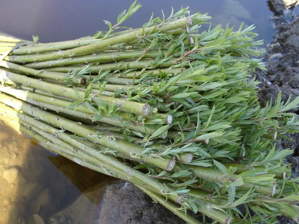 Boutures de saules en fagots