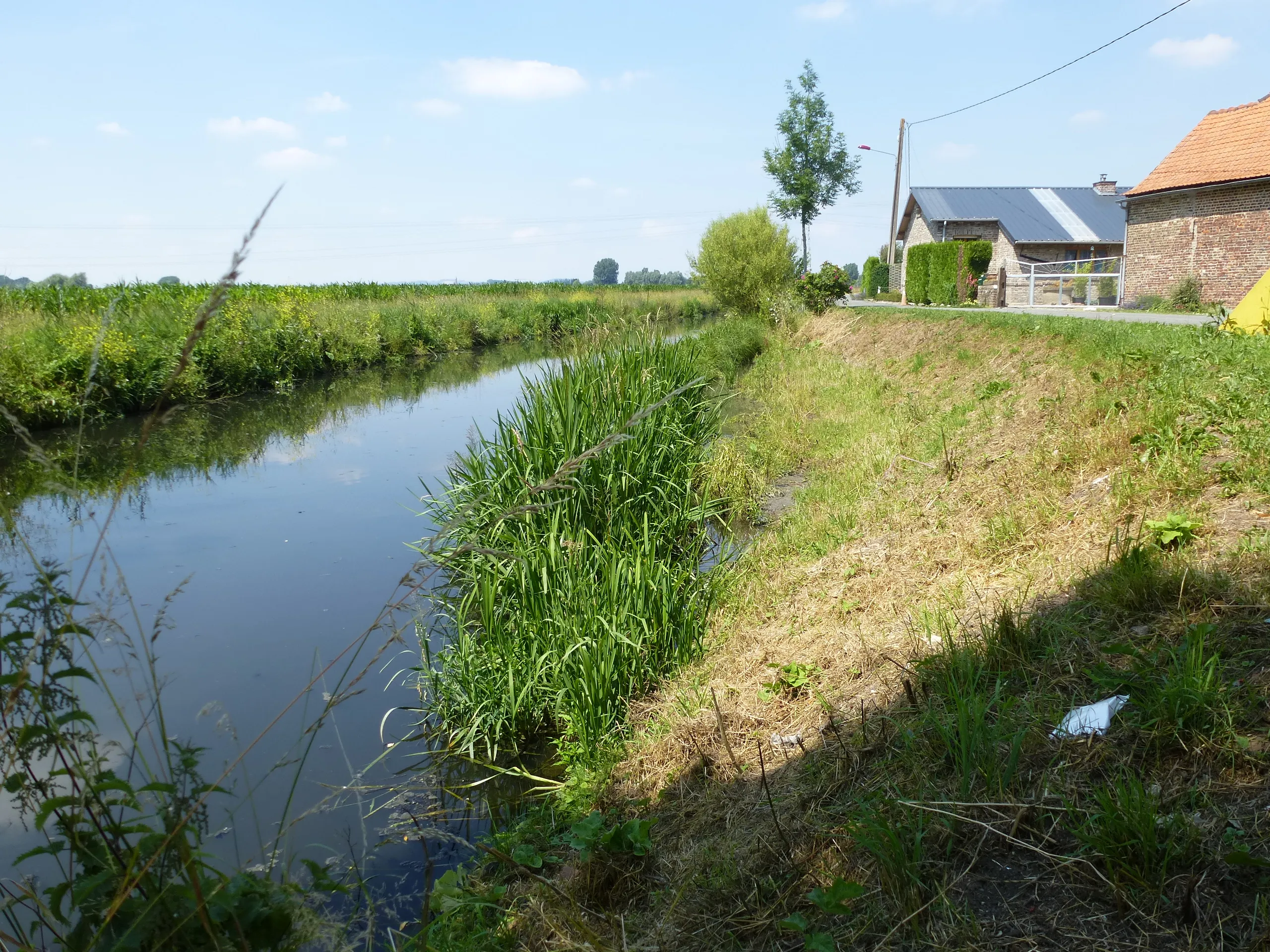 Fascines pour renaturalisassions de berges après quelques mois de pousse