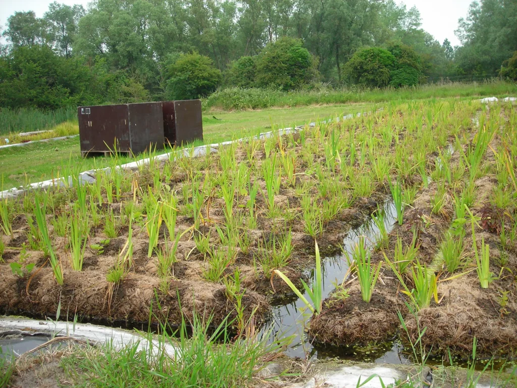 Culture de boudins coco pré-végétalisés dans nos bassins pour assurer le développement des plantes avant leur installation sur site et garantir une meilleure reprise