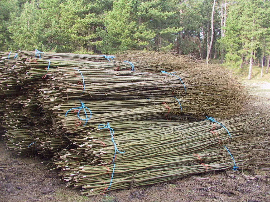 Fagots de branches triées