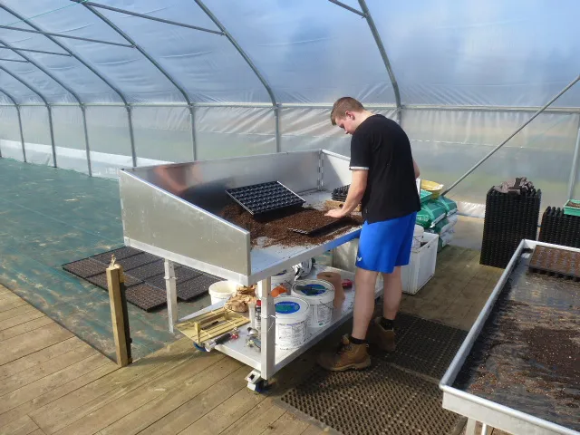 Semis des mini-mottes sur établis de culture