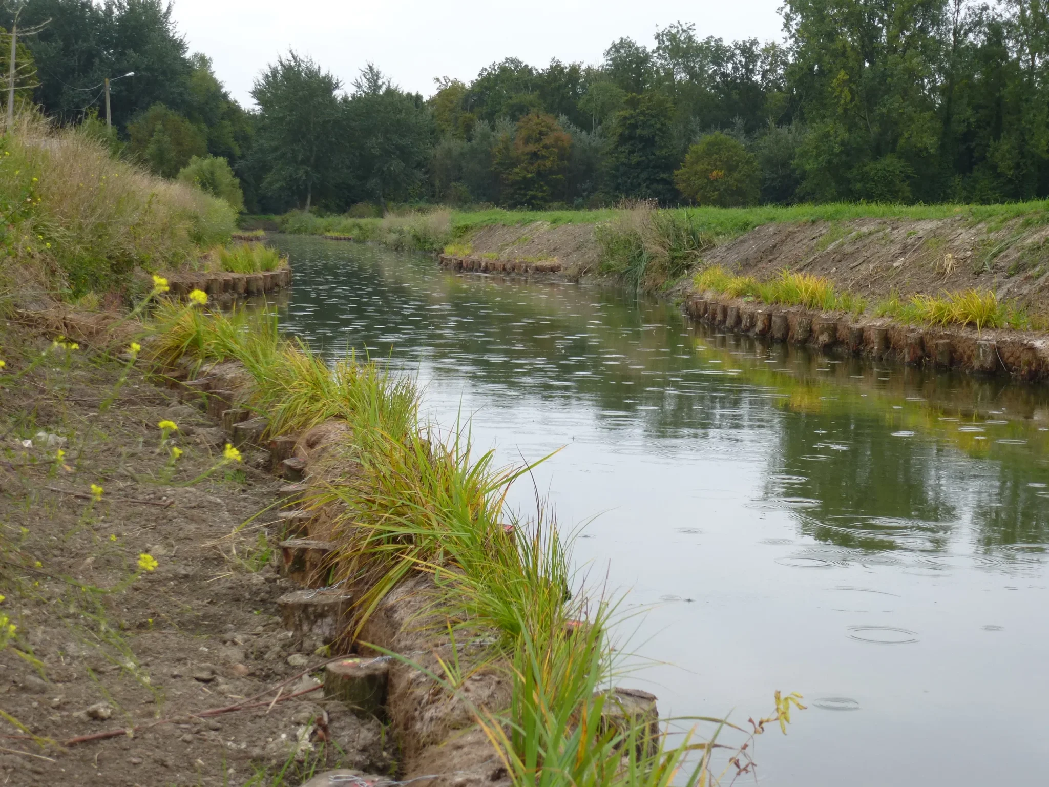 Fascines pour maintiens de berges